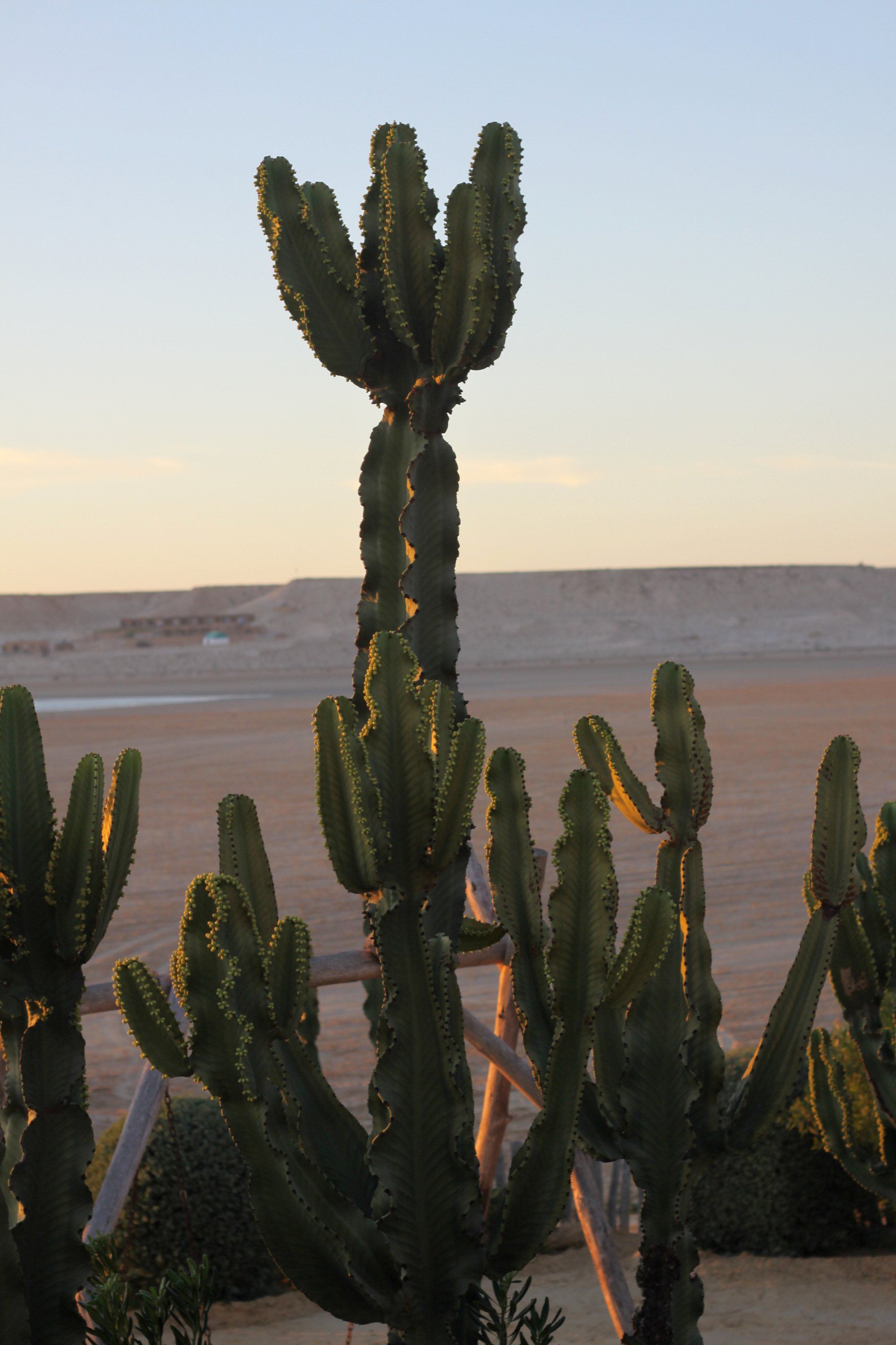 Un cactus se dresse fièrement dans le désert