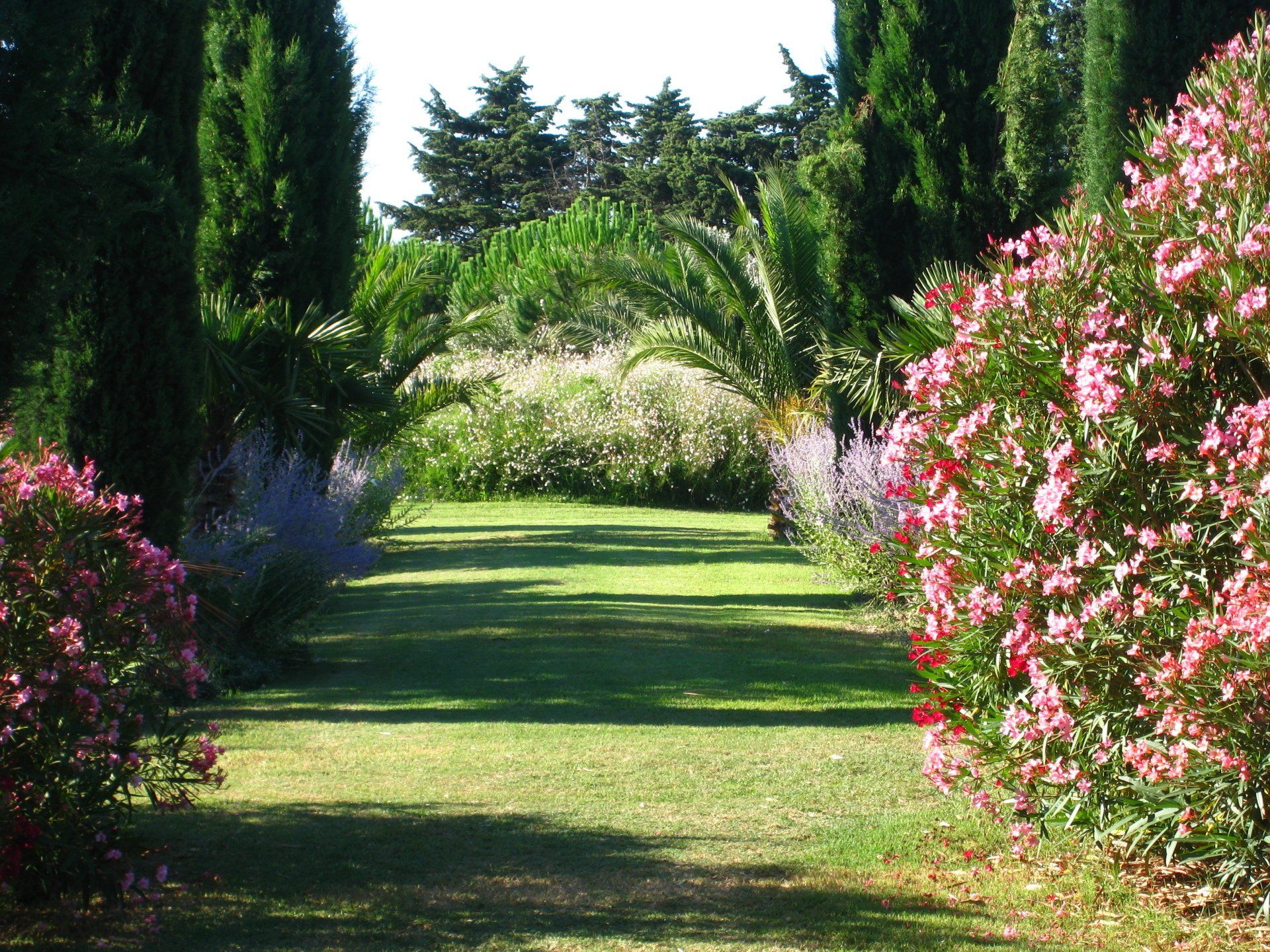 Un jardin verdoyant avec des fleurs roses et des palmiers