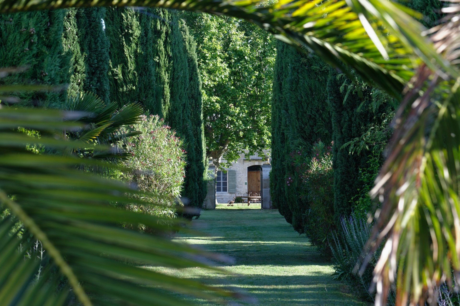 Un chemin bordé d'arbres et de palmiers menant à une maison.