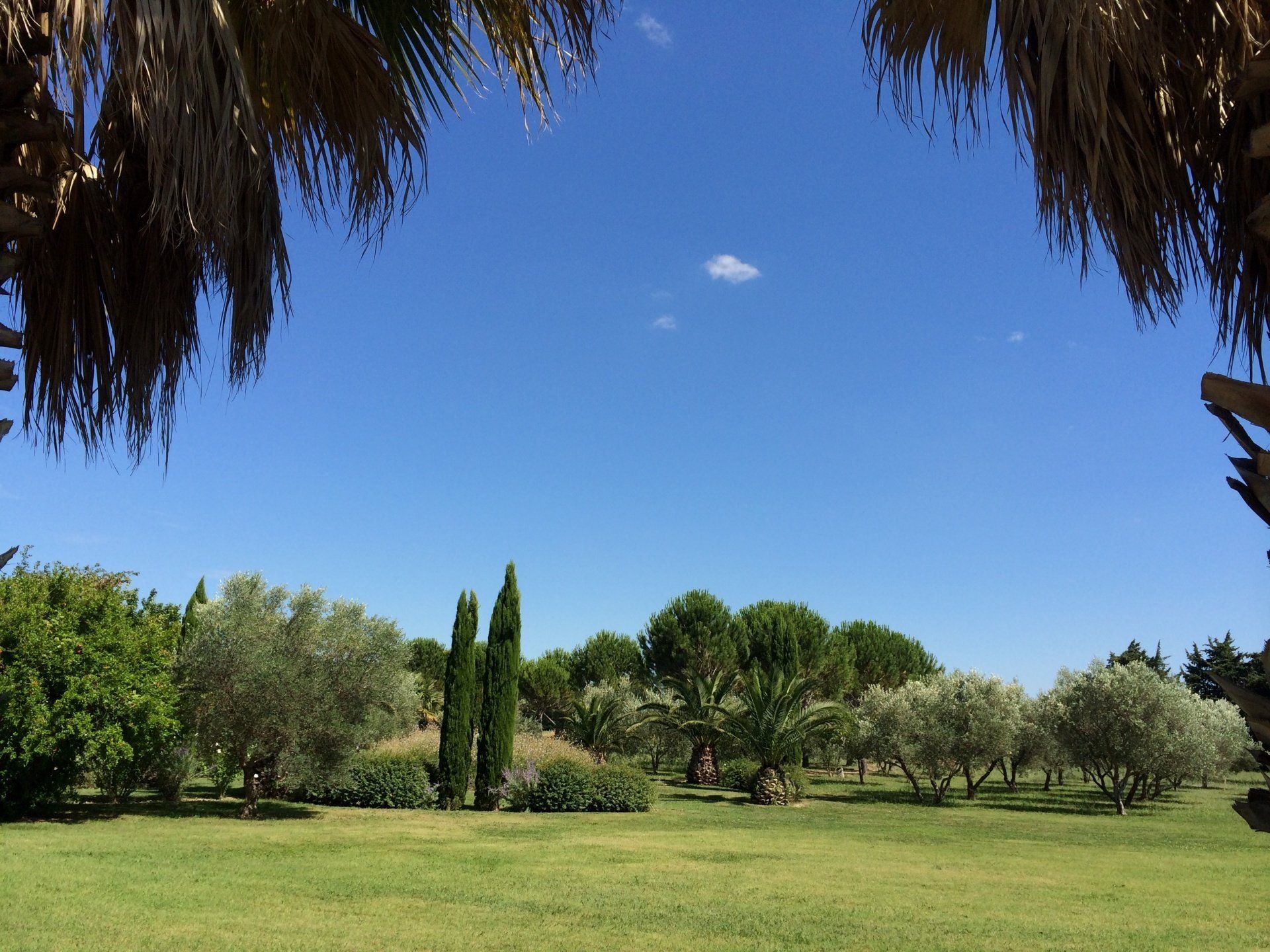 Un champ vert luxuriant avec des arbres et un ciel bleu