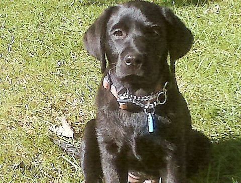 glenns dog training lessons