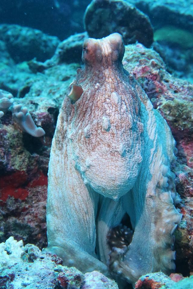 Open Water Certification Dives