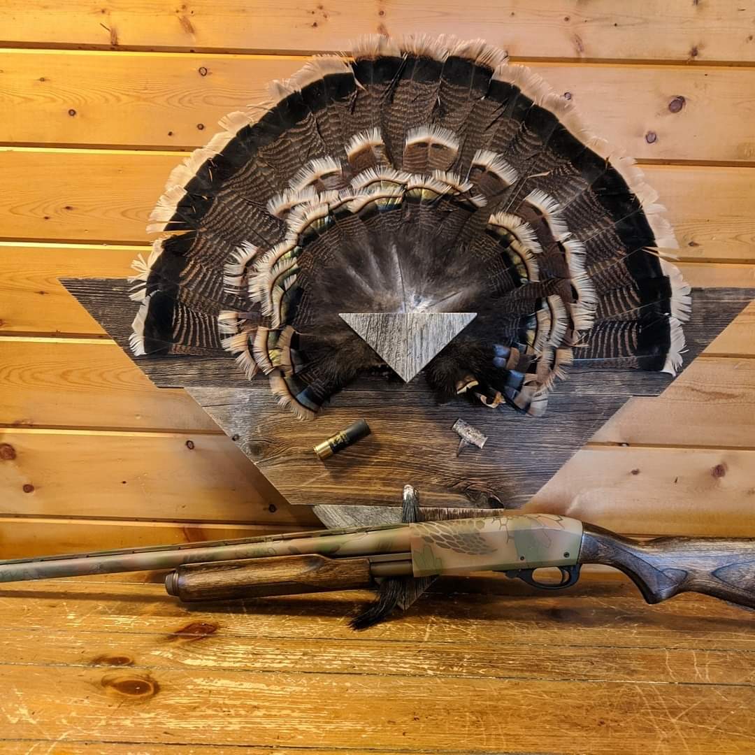 Taxidermied turkey fan mounted on wood, with a camo shotgun and shell casings below.