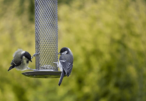 Couple of birds sitting on a hanging frame