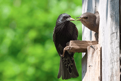 Black bird sitting an communicating with the other bird from the nest
