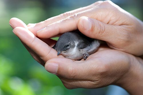 Individual holding a young chic in his hand
