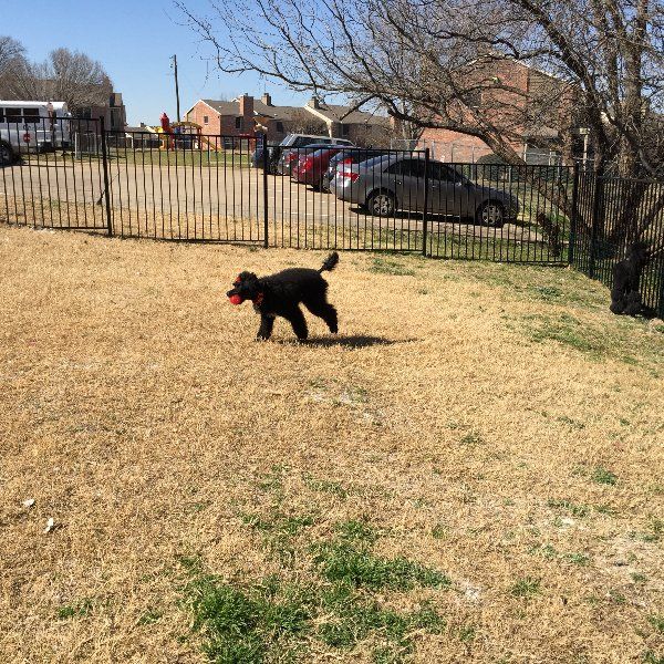 dog boarding in Carrollton texas