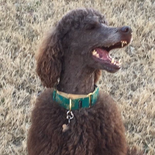 dog boarding in Carrollton texas