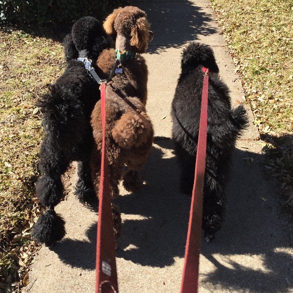 dog boarding in Carrollton texas