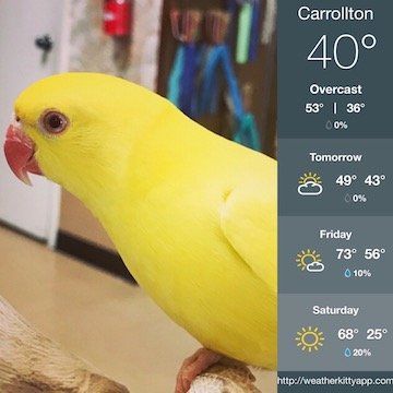 weatherbird