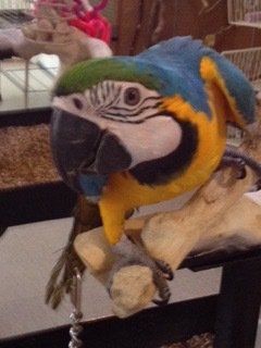 Blue and Gold Macaw