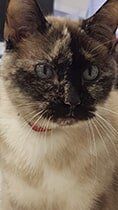 Animal Clinic — Cat in Bellevile, IL Animal Clinic — Cat in Bellevile, IL