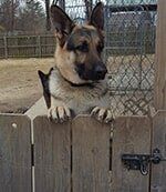 Animal Clinic — K9 Dog in Bellevile, IL Animal Clinic — K9 Dog in Bellevile, IL
