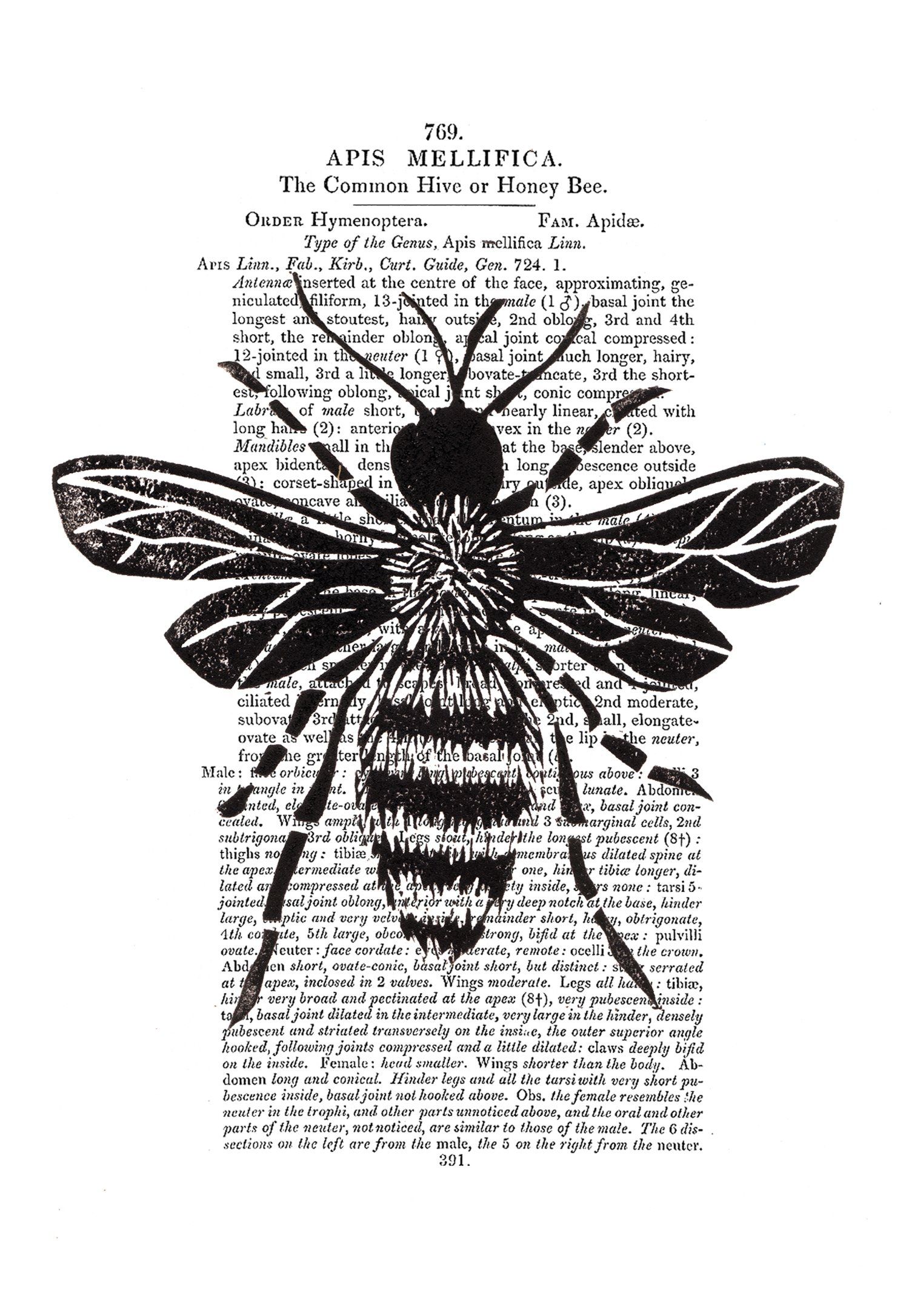 clare dales sussex book illustration bee