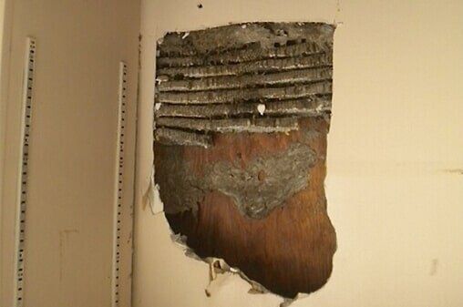 Insects in Wall — Insects Control in Uniontown, PA Insects in Wall — Insects Control in Uniontown, PA