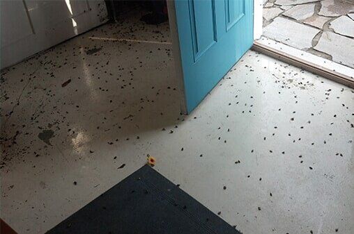 Termite in wood — Pest Control Company in Uniontown, PA Termite in wood — Pest Control Company in Uniontown, PA