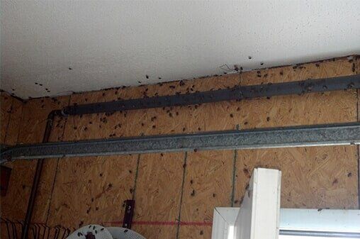 Bugs on Wall — Pest Control Company in Uniontown, PA Bugs on Wall — Pest Control Company in Uniontown, PA