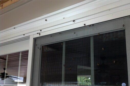Termites — Pest Control Company in Uniontown, PA Termites — Pest Control Company in Uniontown, PA