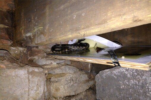 Snake — Animal Control in Uniontown, PA