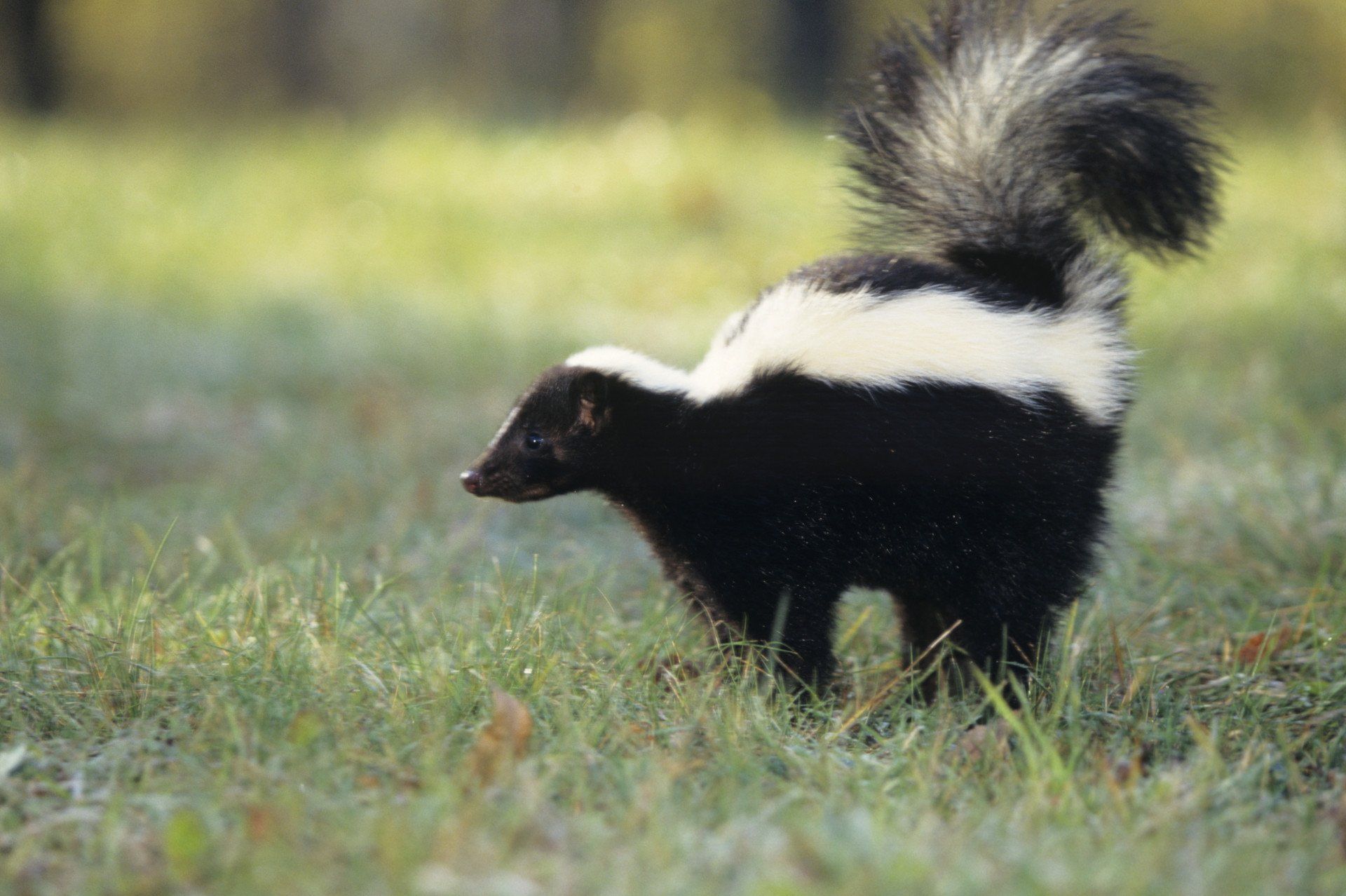Skunk On Grass — Uniontown, PA — Vermin Control Co. Skunk On Grass — Uniontown, PA — Vermin Control Co.