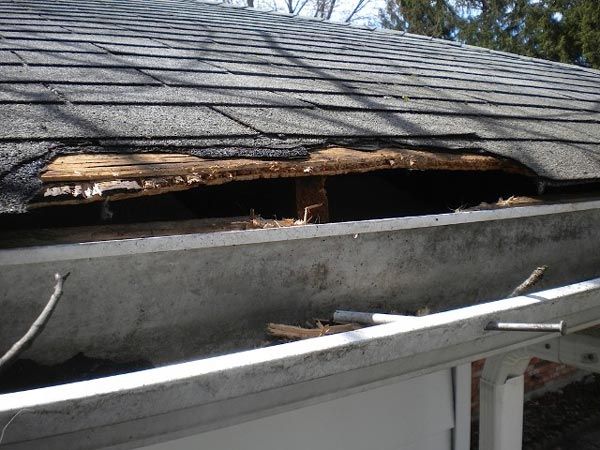 Wildlife Roof Destruction — Animal Control in Uniontown, PA