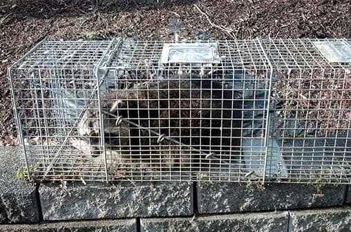 — Animal Control in Uniontown, PA