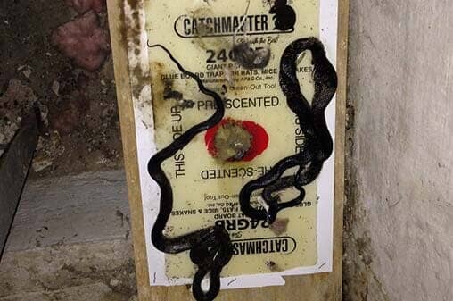 Dead Snakes — Animal Control in Uniontown, PA