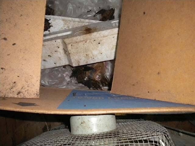 Pests — Animal Control in Uniontown, PA