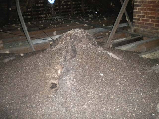 Bug Pile — Animal Control in Uniontown, PA
