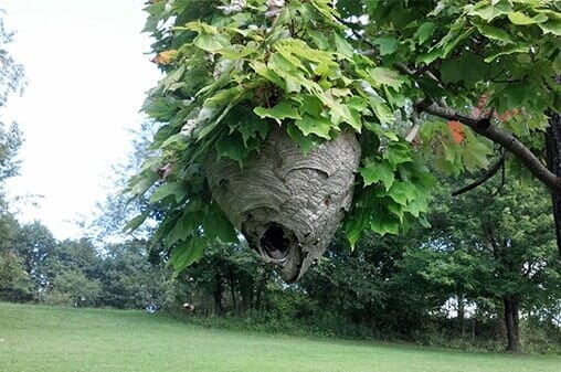 Insects in Tree — Insects Control in Uniontown, PA Insects in Tree — Insects Control in Uniontown, PA