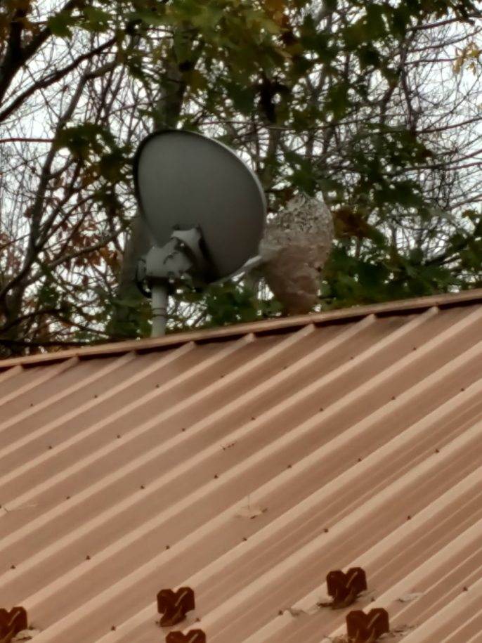 Hornet Nest — Uniontown, PA — Vermin Control Co.
