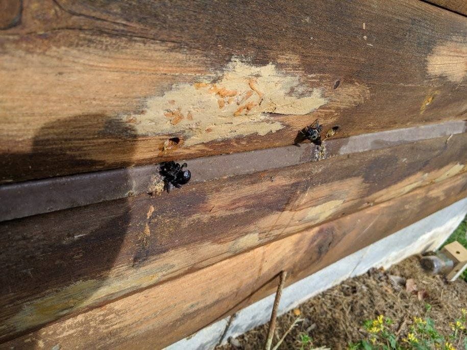 Damaged Wood — Uniontown, PA — Vermin Control Co.