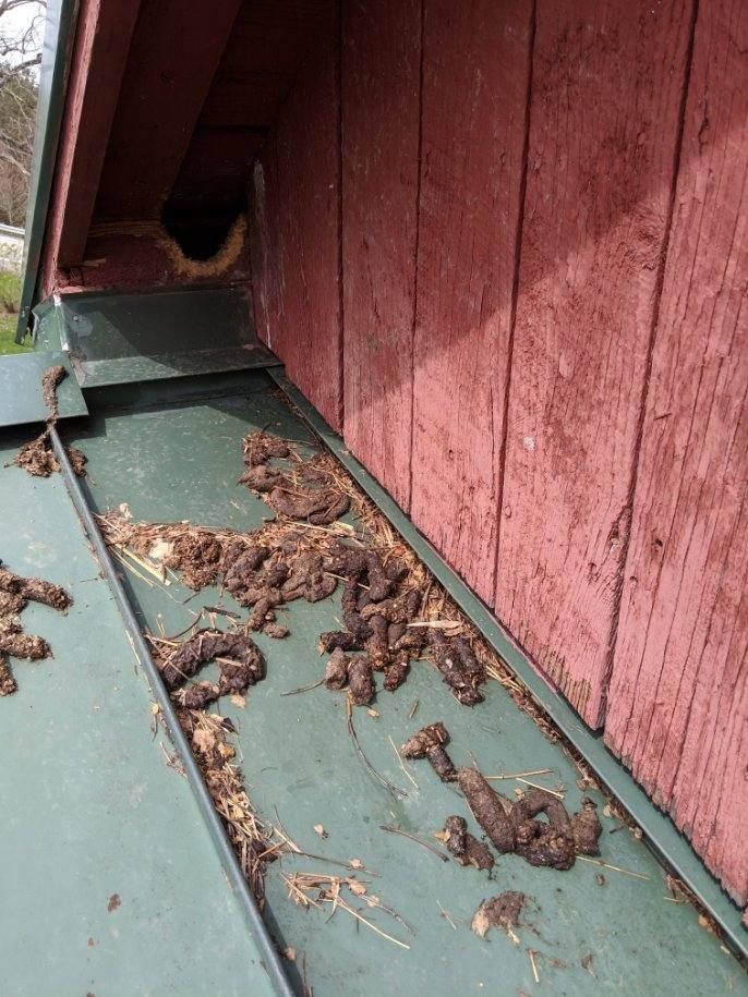 Raccoon Feces — Uniontown, PA — Vermin Control Co.