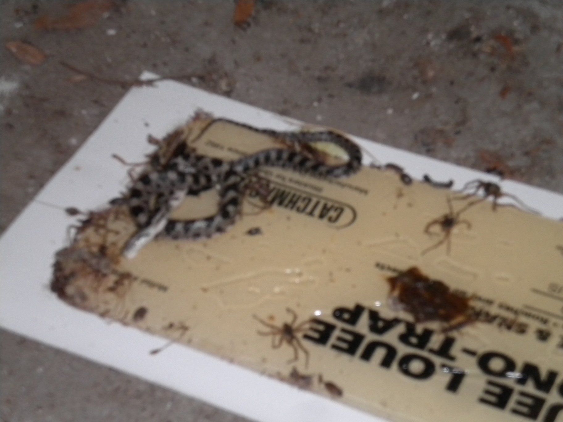 Gray And Black Snake On A Trap — Uniontown, PA — Vermin Control Co.
