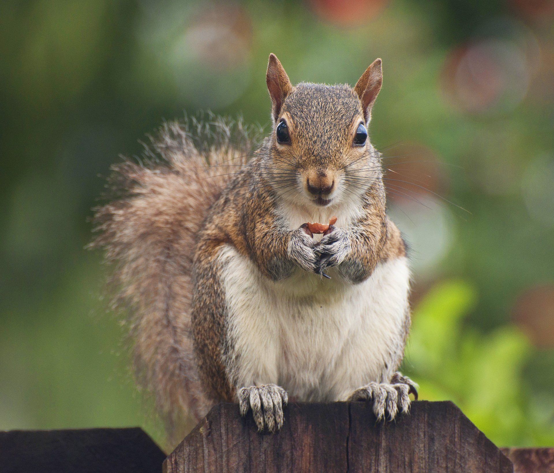 Squirrel On Fence — Uniontown, PA — Vermin Control Co. Squirrel On Fence — Uniontown, PA — Vermin Control Co.
