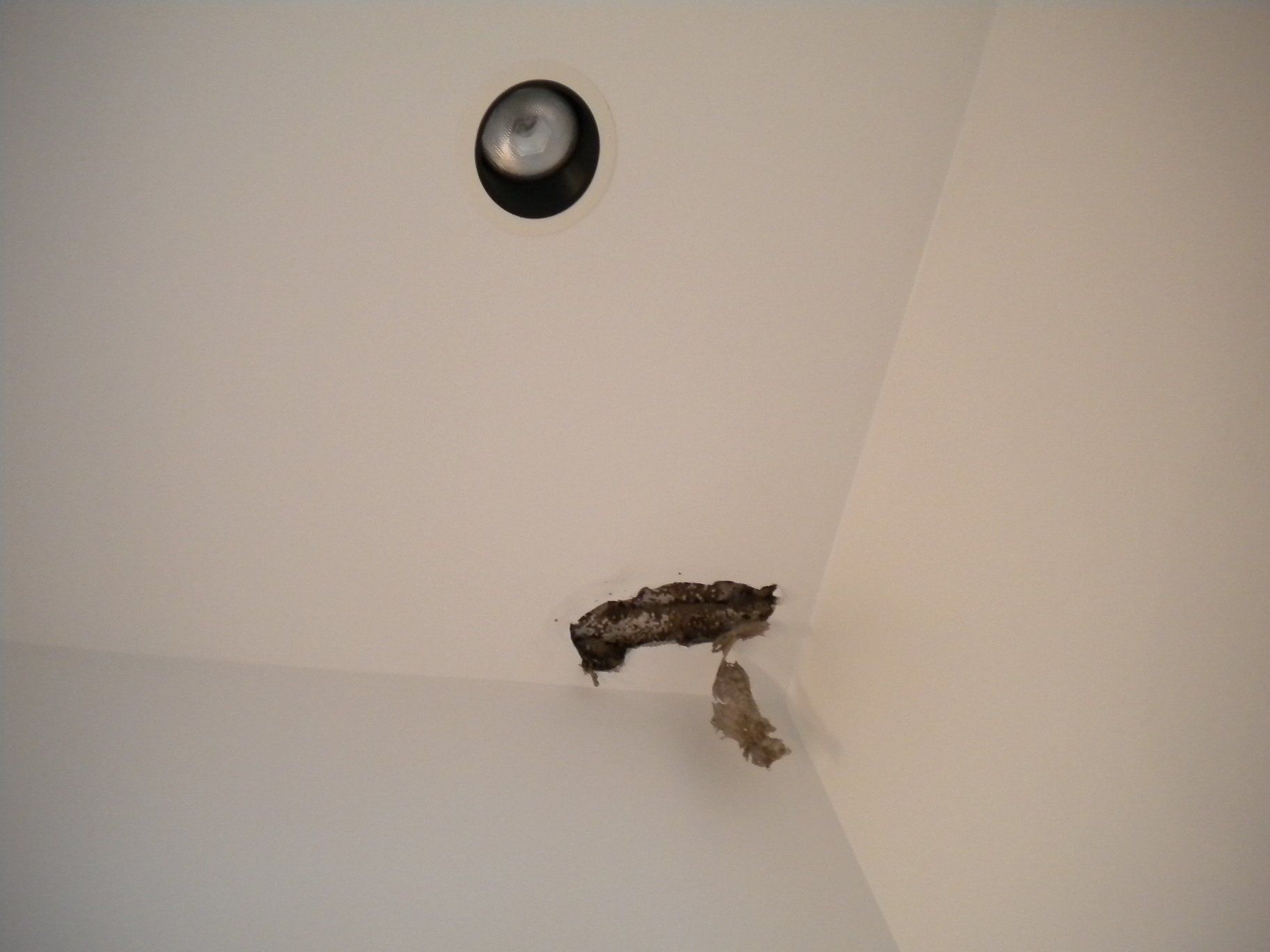 Damaged Ceiling — Uniontown, PA — Vermin Control Co.