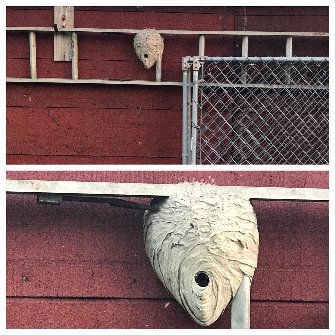 Hornet Nest On Barn — Uniontown, PA — Vermin Control Co.