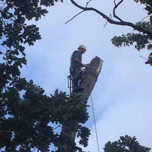 Trees beside a Park — Tree Company in   Fenton, MI
