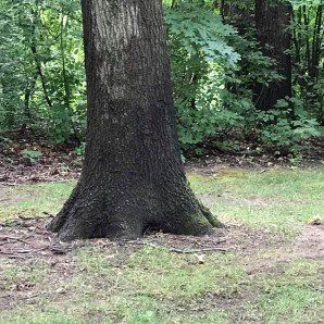 Hand Holding a Plant in Soil — Tree Company in   Fenton, MI