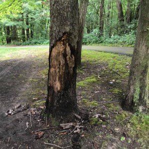 Dried Soil — Tree Company in   Fenton, MI