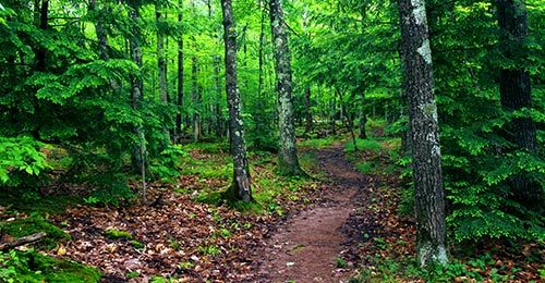 Porcupine Mountain Trees — Tree Company in   Fenton, MI