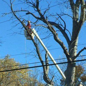 Trees Damaged by Storm — Tree Company in   Fenton, MI