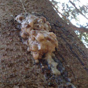 Green leafs eaten by Insect — Tree Company in   Fenton, MI