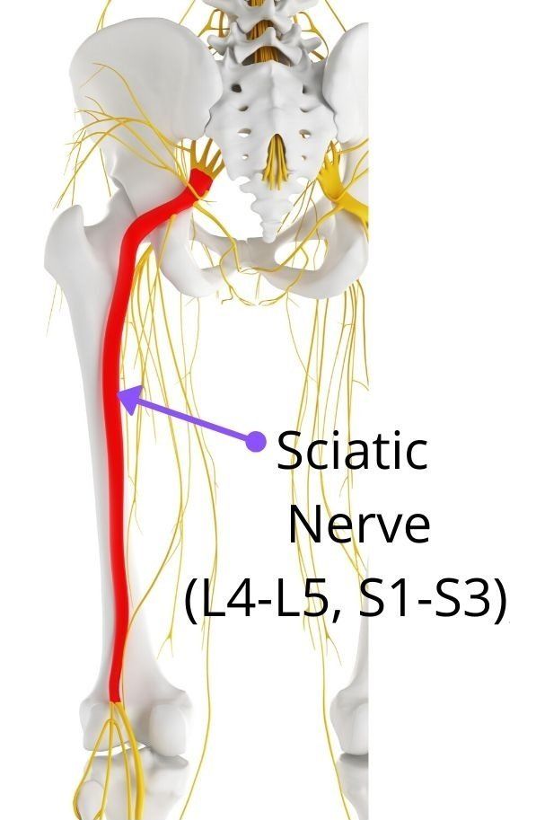 sciatic nerve