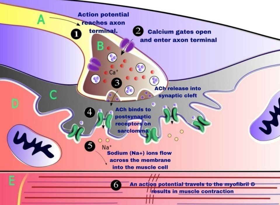 physiology of trigger points