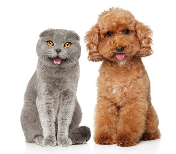Cat and a Dog