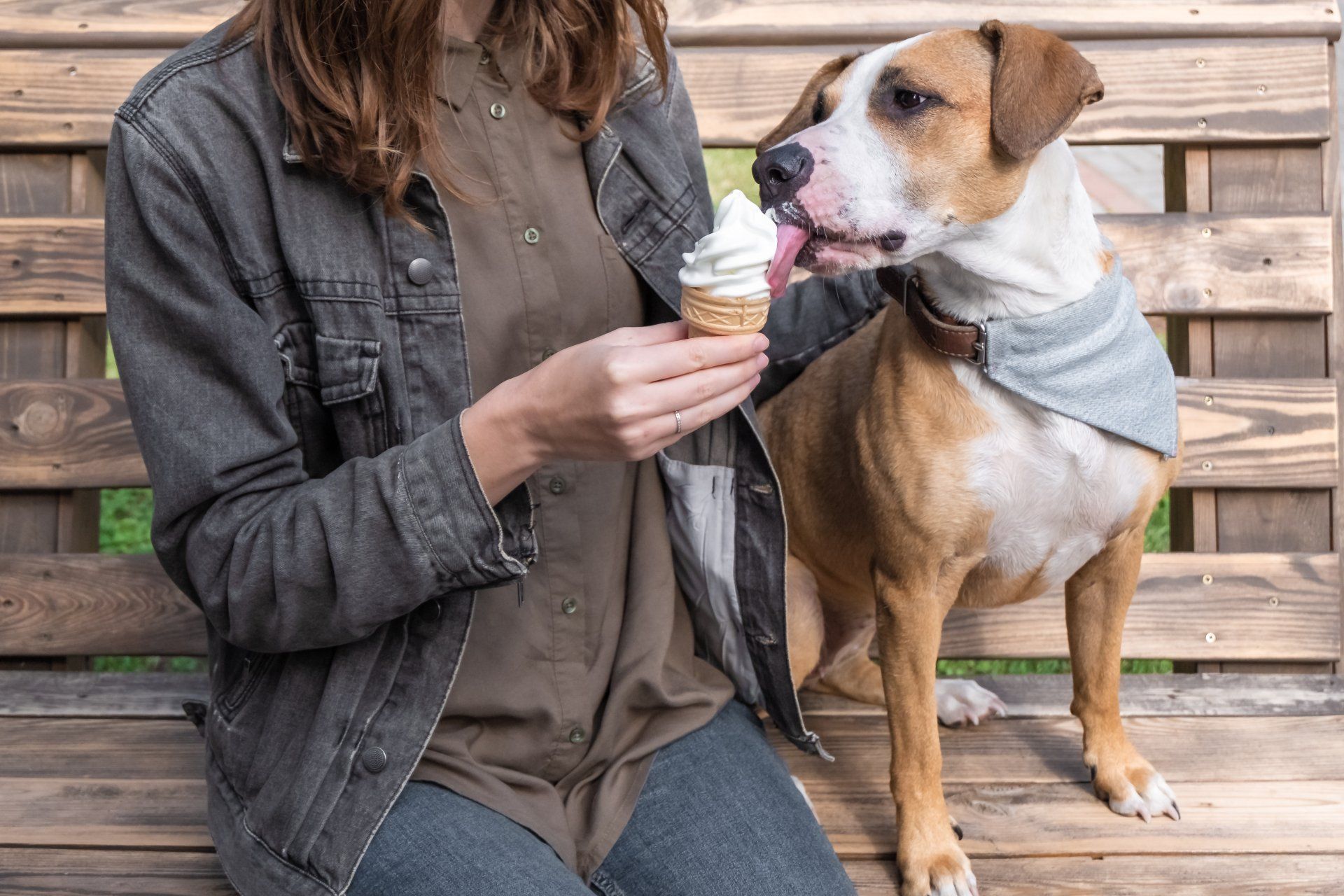 Why is my dog a picky eater?
