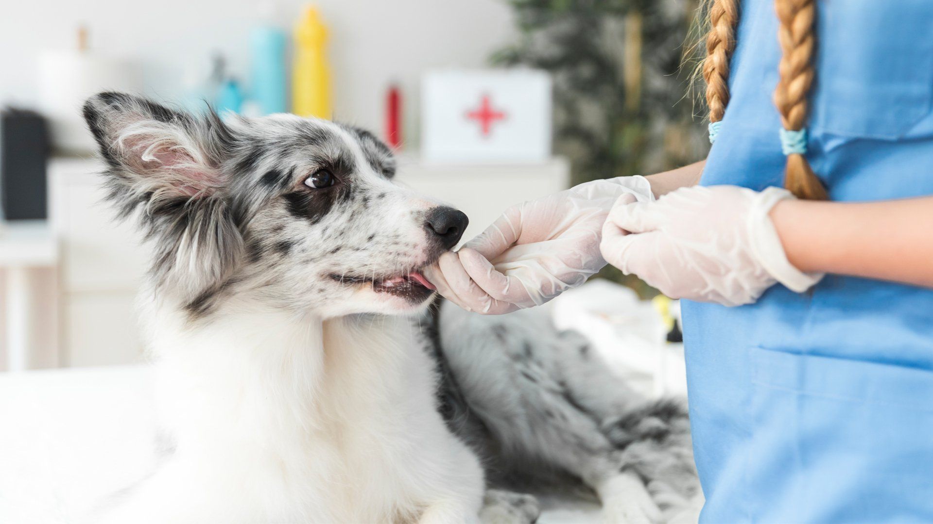 Five Dog Diseases Fish Oil Can Help Treat