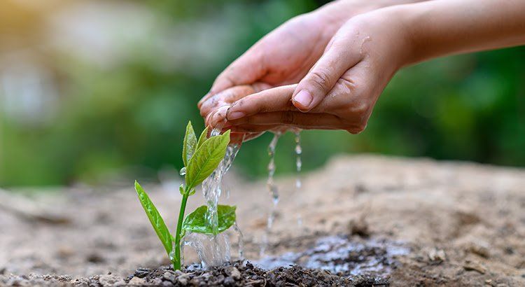 A person is watering a small plant in the dirt.