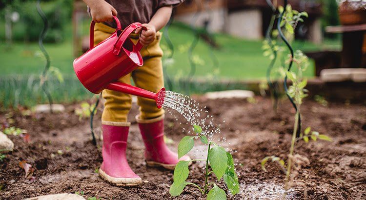 A little girl is watering a plant in a garden with a watering can.
